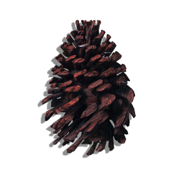 Open Seed Cone