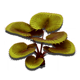 Carnivorous Bush