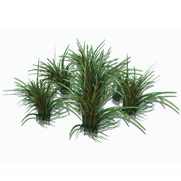 Short Spikegrass