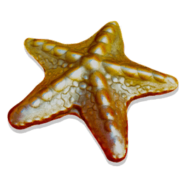 Spiny Starfish