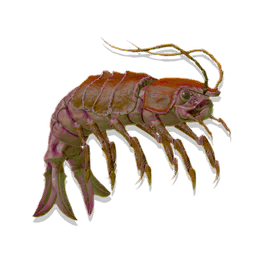 Colossal Shrimp