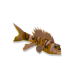 Wispscale Darter