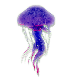 Aurora Jellyfish